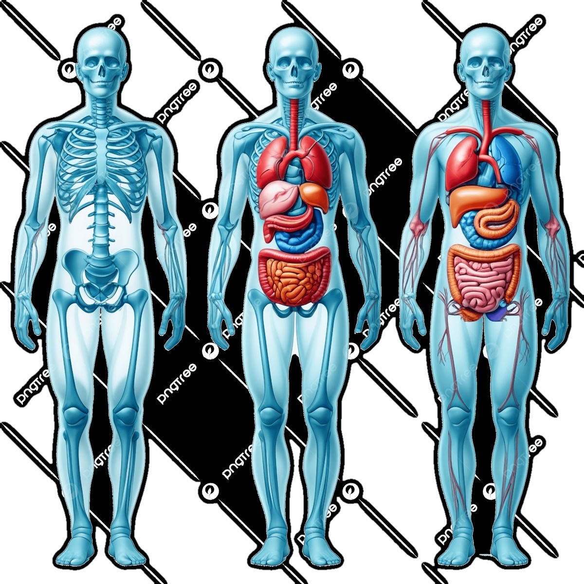 Medical Science Head Heart Whole Body Anatomy Education Model Plastic 173 180cm 3D Life-size Tors...